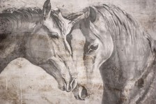 Fotobehang art-collection paarden